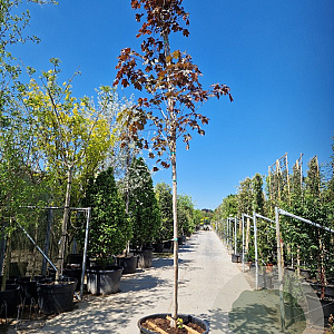 Acer plat. 'Crimson King' 200 cm stam container 16-18 leiboom