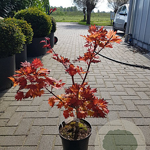 Acer shirasawanum 'Aureum' 40-50 cm 4,0L
