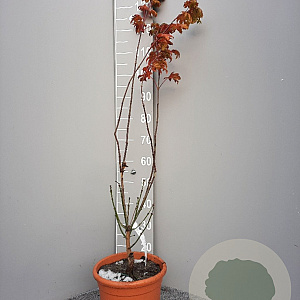 Acer shirasawanum 'Aureum' 100-125 cm 15L