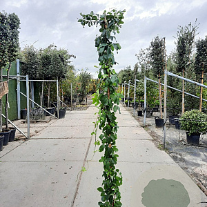 Akebia quinata 200-225 cm cont. 95L