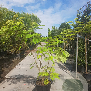 Albizia julibrissin 175-200 cm container meerstammig