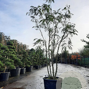 Albizia julibrissin 300-350 cm container meerstammig