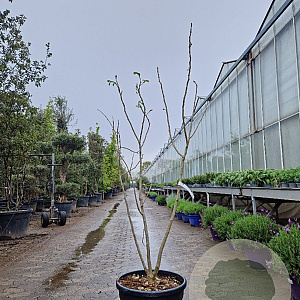Albizia julibr. Ombrella 125-150 cm 35L