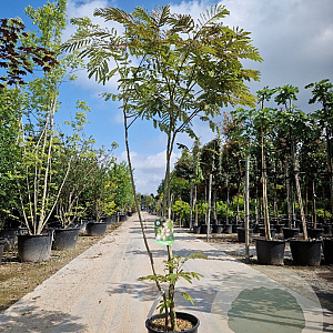 Albizia julibr. Ombrella 175-200 cm 15L