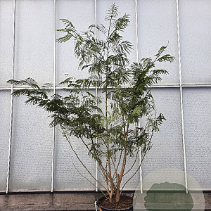 Albizia julibr. rosea 200-250 cm container struik solitair