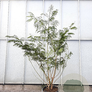 Albizia julibr. rosea 200-250 cm container struik solitair