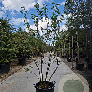Amelanchier lamarckii 150-175 cm 30L