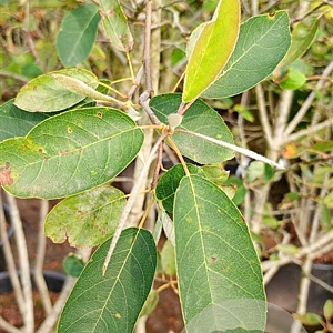 Amelanchier lamarckii 175-200 cm container struik Stam/twijgen