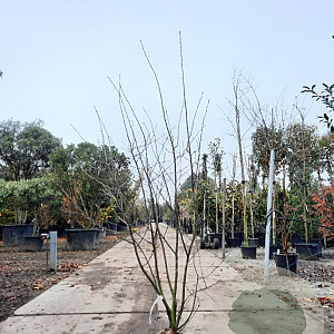 Amelanchier lamarckii 200-225 cm draadkluit