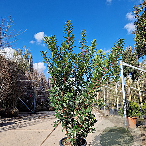 Arbutus unedo 125-150 cm 30L