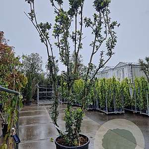 Arbutus unedo 350-400 cm cont. 150L meerstammig