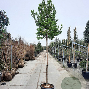 Arbutus unedo 180 cm stam container 10-12 hoge lei