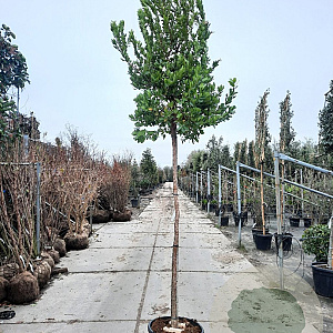 Arbutus unedo 180 cm stam container 10-12 hoge lei