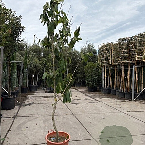 Asimina triloba 200-250 cm 35L