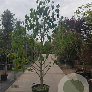 Asimina triloba 250-300 cm container meerstammig