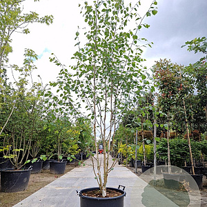 Betula utilis jacquemontii 250-300 cm container struik