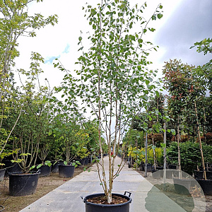 Betula utilis jacquemontii 250-300 cm container struik