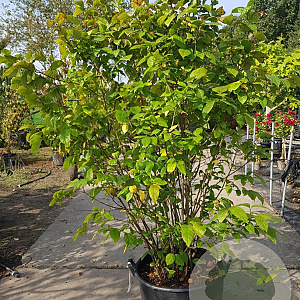 Calycanthus floridus 175-200 cm container meerstammig