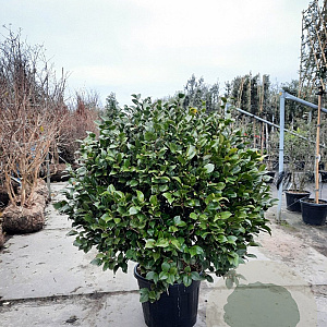 Camellia japonica 120 cm container bol