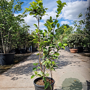 Camellia j. 'Dr King' 100-125 cm 15L