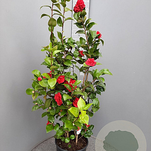 Camellia j. 'Mrs Charles Cobb' 100-125 cm 15L
