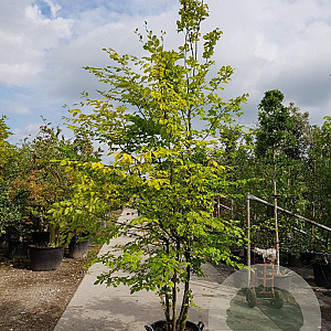Carpinus betulus 350-400 cm container meerstammig
