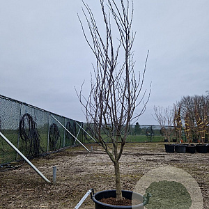 Cercis can. 'Forest Pansy' 200-250 cm container meerstammig