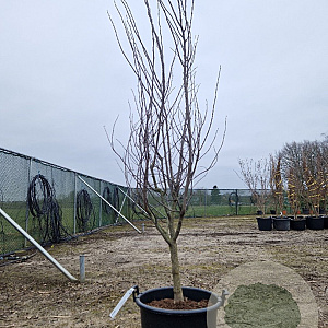 Cercis can. 'Forest Pansy' 200-250 cm container meerstammig