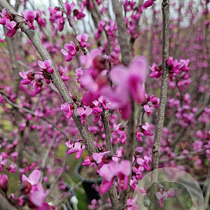 Cercis can. 'Forest Pansy' 200-250 cm container meerstammig