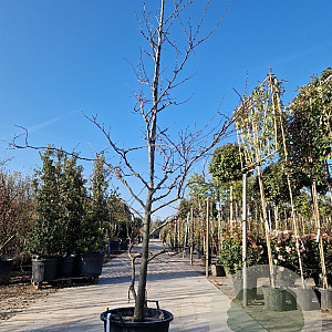 Cercis can. 'Forest Pansy' 300-350 cm container meerstammig