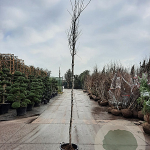 Cercis can. 'Forest Pansy' 200 cm stam container 6-8