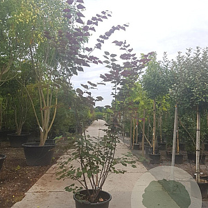 Cercis can. Red Force 200-250 cm container meerstammig extra