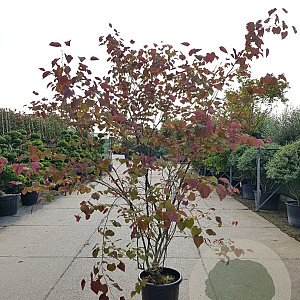 Cercis can. Red Force 250-300 cm 50L