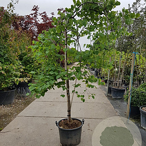 Cercis can. 'Vanilla Twist' 200-250 cm container