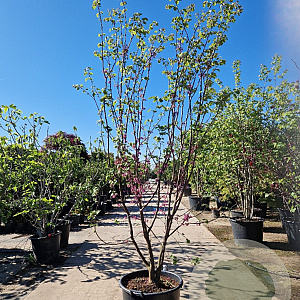 Cercis siliquastrum 250-300 cm container struik