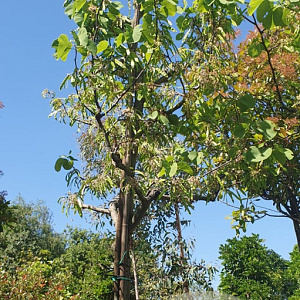 Cercis siliquastrum 'Alba' 200 cm stam container 20-25 leiboom