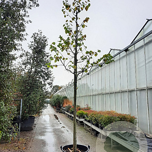 Cercis siliquastrum 'Alba' 200 cm stam container 20-25 leiboom