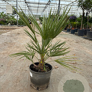 Chamaerops humilis 20-30 cm 3,0L