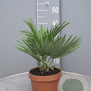 Chamaerops humilis 20-30 cm 3,0L