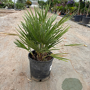 Chamaerops humilis 20-30 cm 3,0L