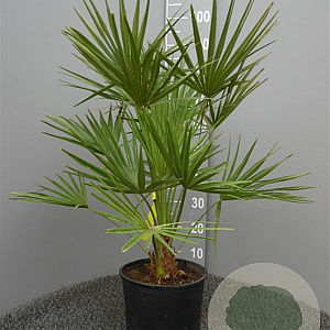 Chamaerops humilis 50-60 cm 6L