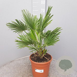 Chamaerops humilis 'Vulcano' 50-70 cm 6L