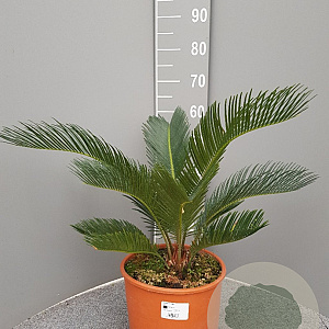 Cycas revoluta GM C6L