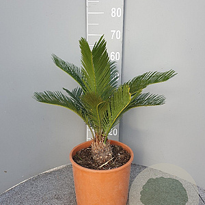 Cycas revoluta GM C6L