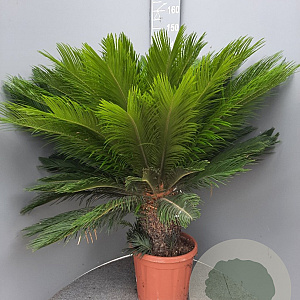Cycas revoluta 80-100 cm 20L