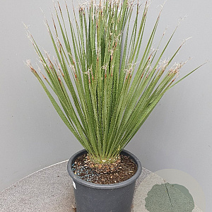 Dasylirion serratifolium 70-90 cm 15L