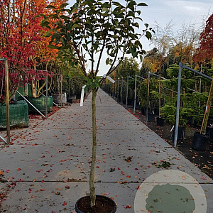 Diospyros kaki 100 cm stam container 8-10