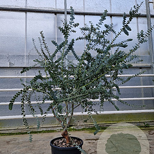 Eucalyptus pulverulenta 'Baby Blue' 140-160 cm 25L