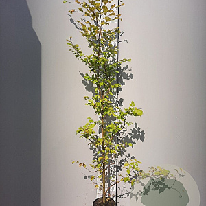 Fagus sylvatica 125-150 cm container meerstammig