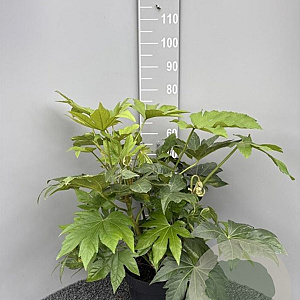 Fatsia japonica 60-80 cm 10L